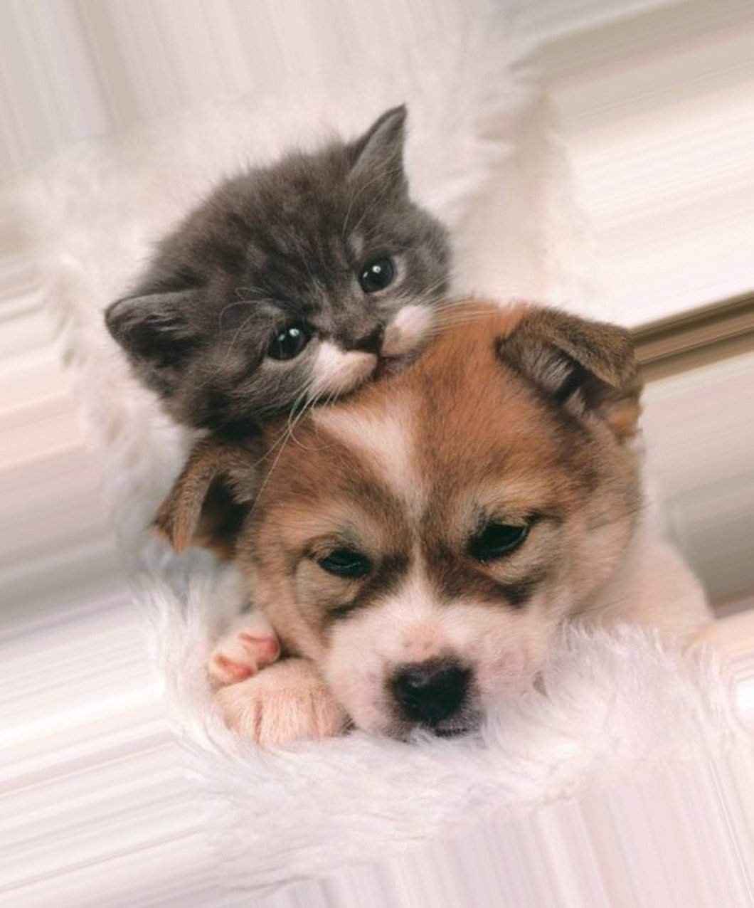 Животные Эстетика