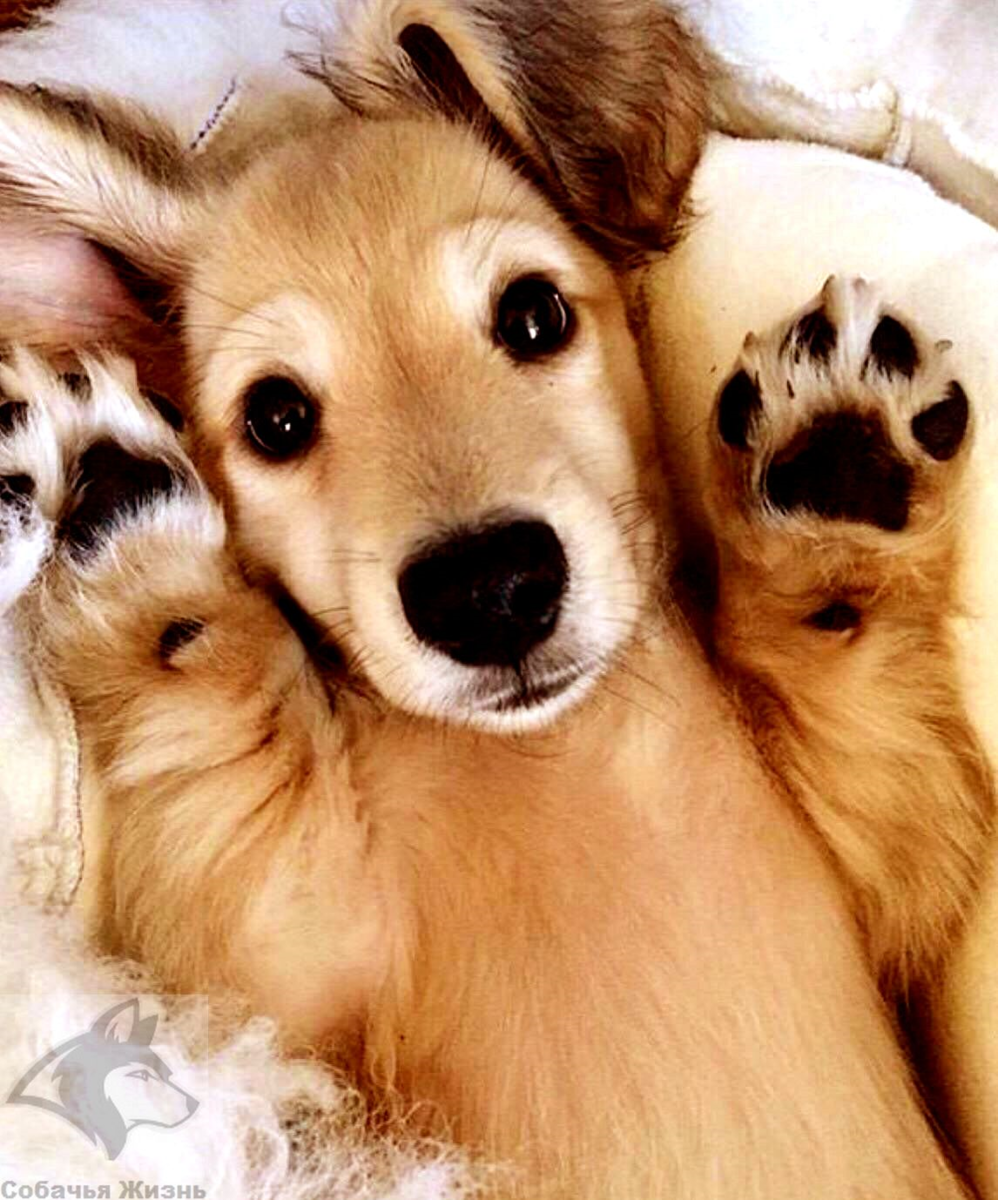 Вельш корги и кошки