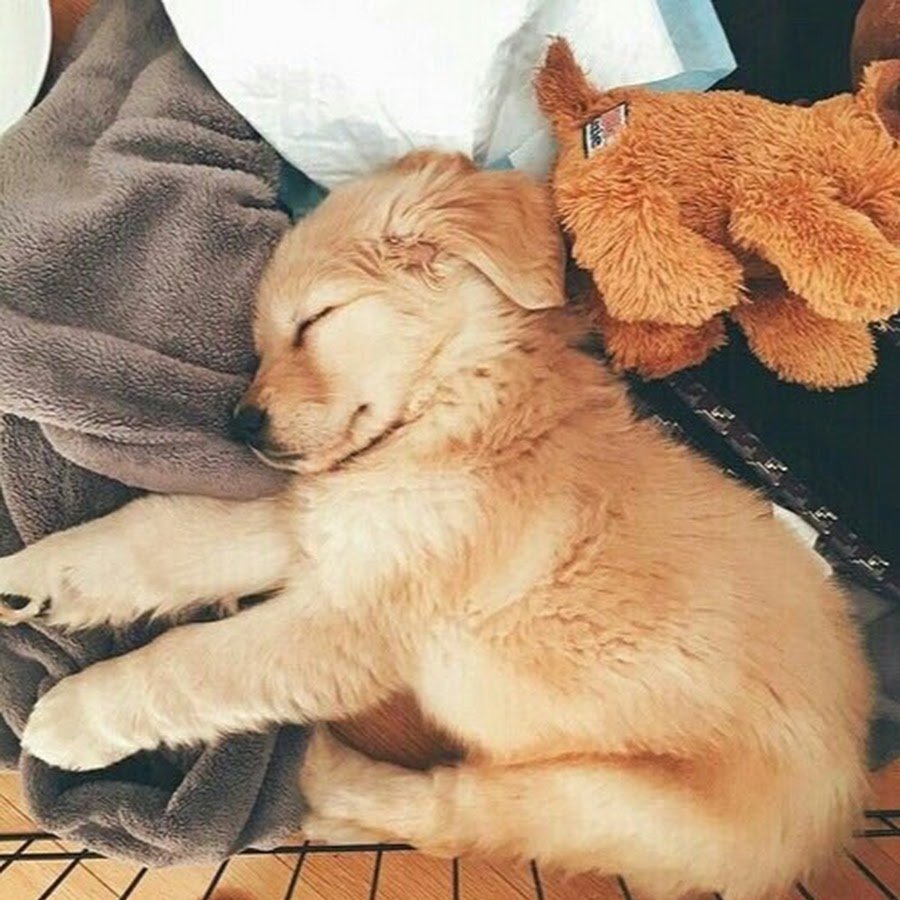 Щенок и котенок