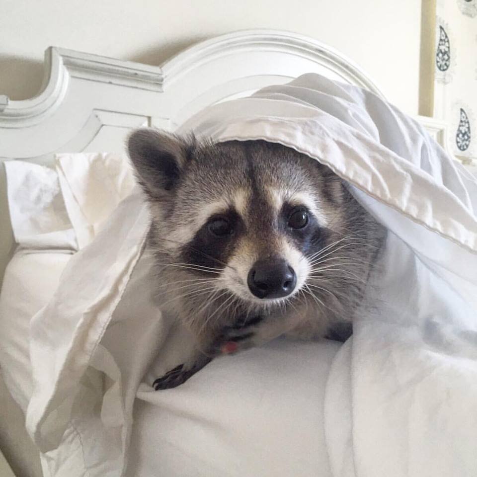 Енот Эстетика