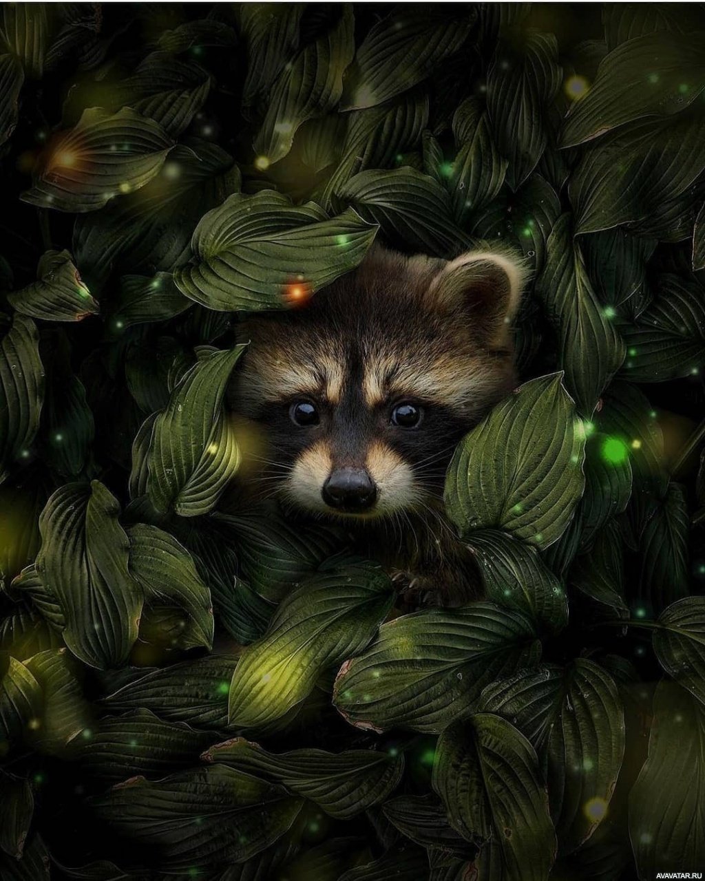 Енот Постригун