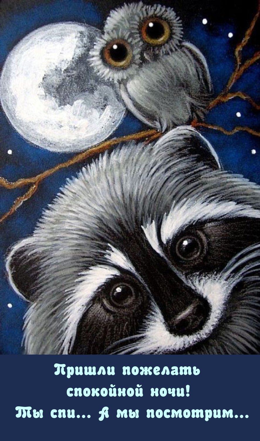 Спокойной ночи енот