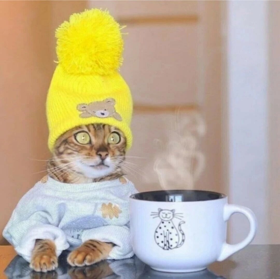 Кошка проснулась