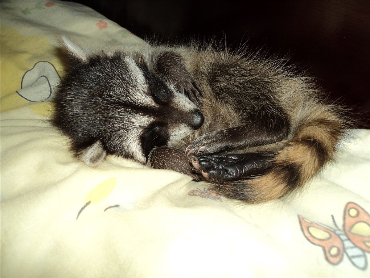 Спящие еноты