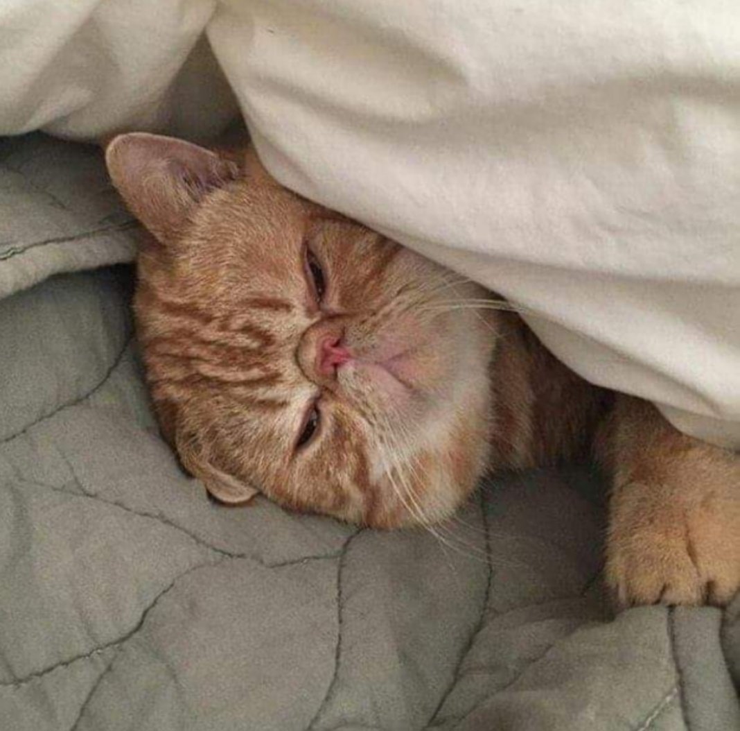 Кошка проснулась