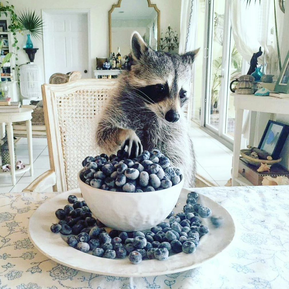 Енот Эстетика