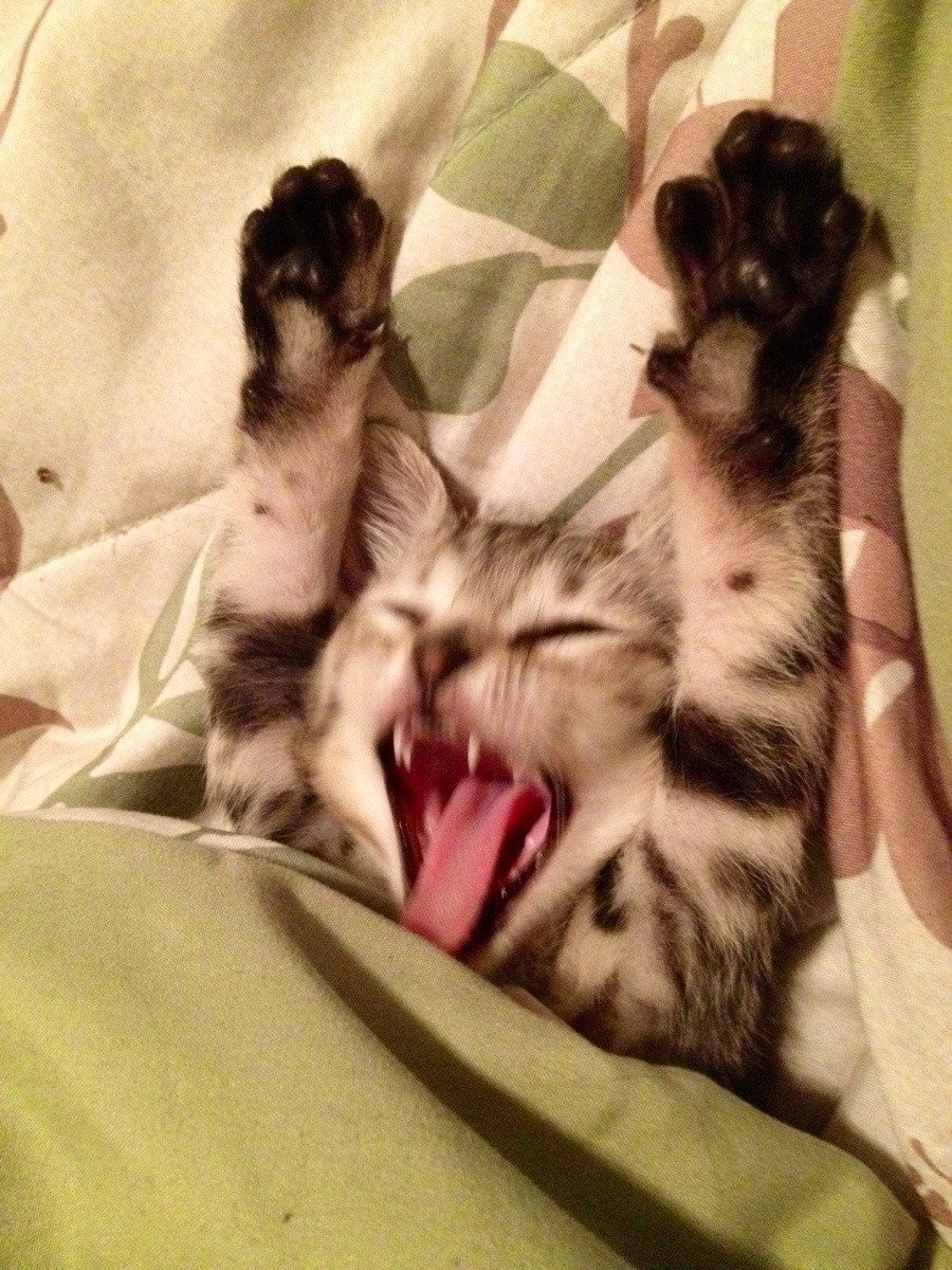 Котик проснулся