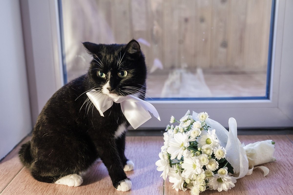 Кошки в свадебных нарядах