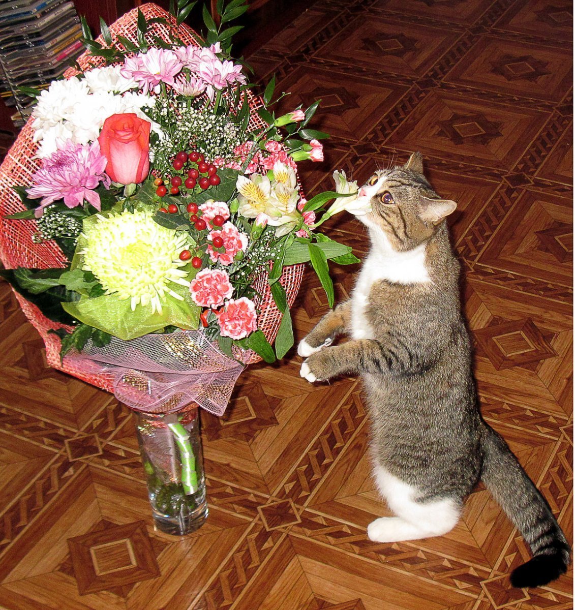 Котик дарит букет