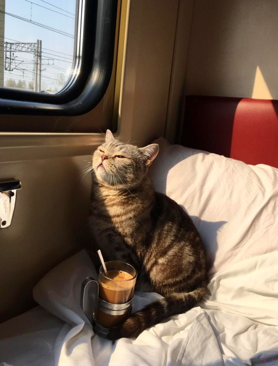 Боковушка в плацкарте у туалета