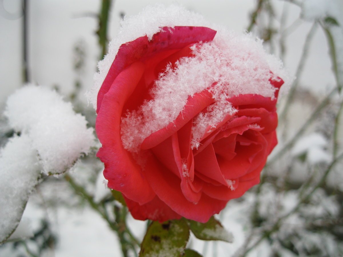 Розы снег красиво. Зимние цветы. Цветы в снегу. Розы на снегу. Цветы зимой.