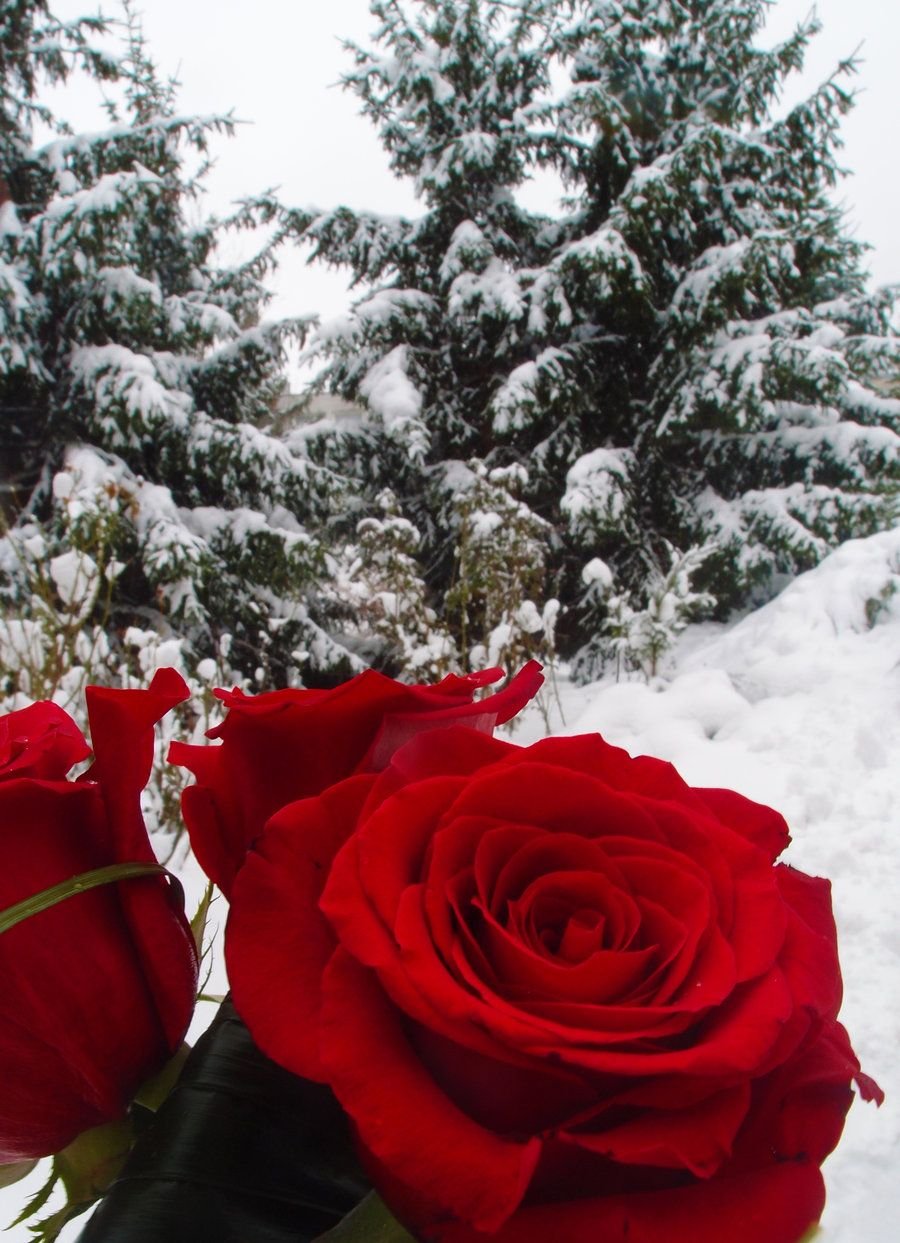 Цветы зимой