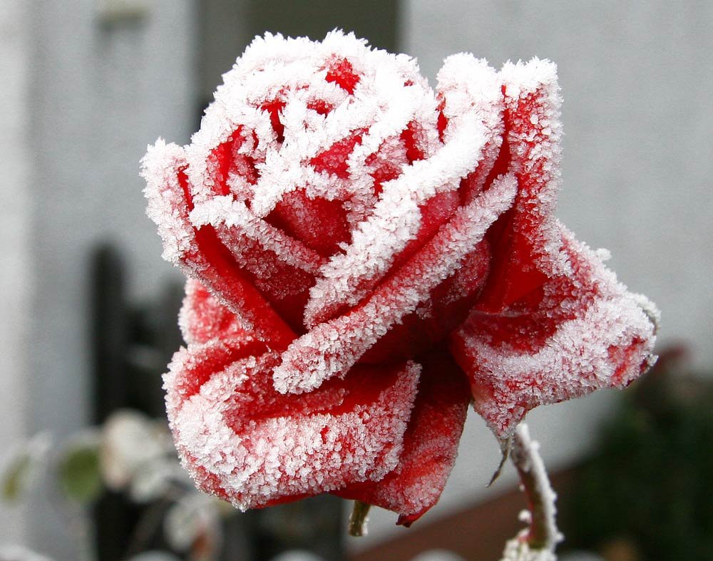 Зимняя роза