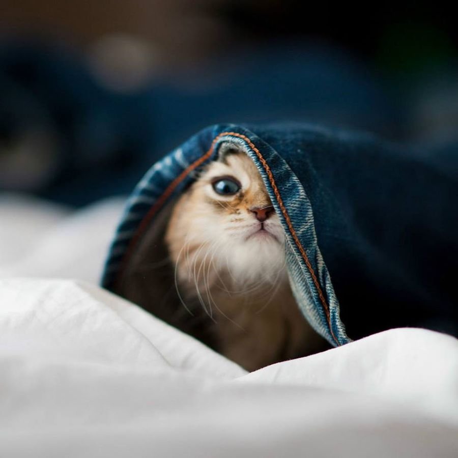 Выглядывает из под одеяла