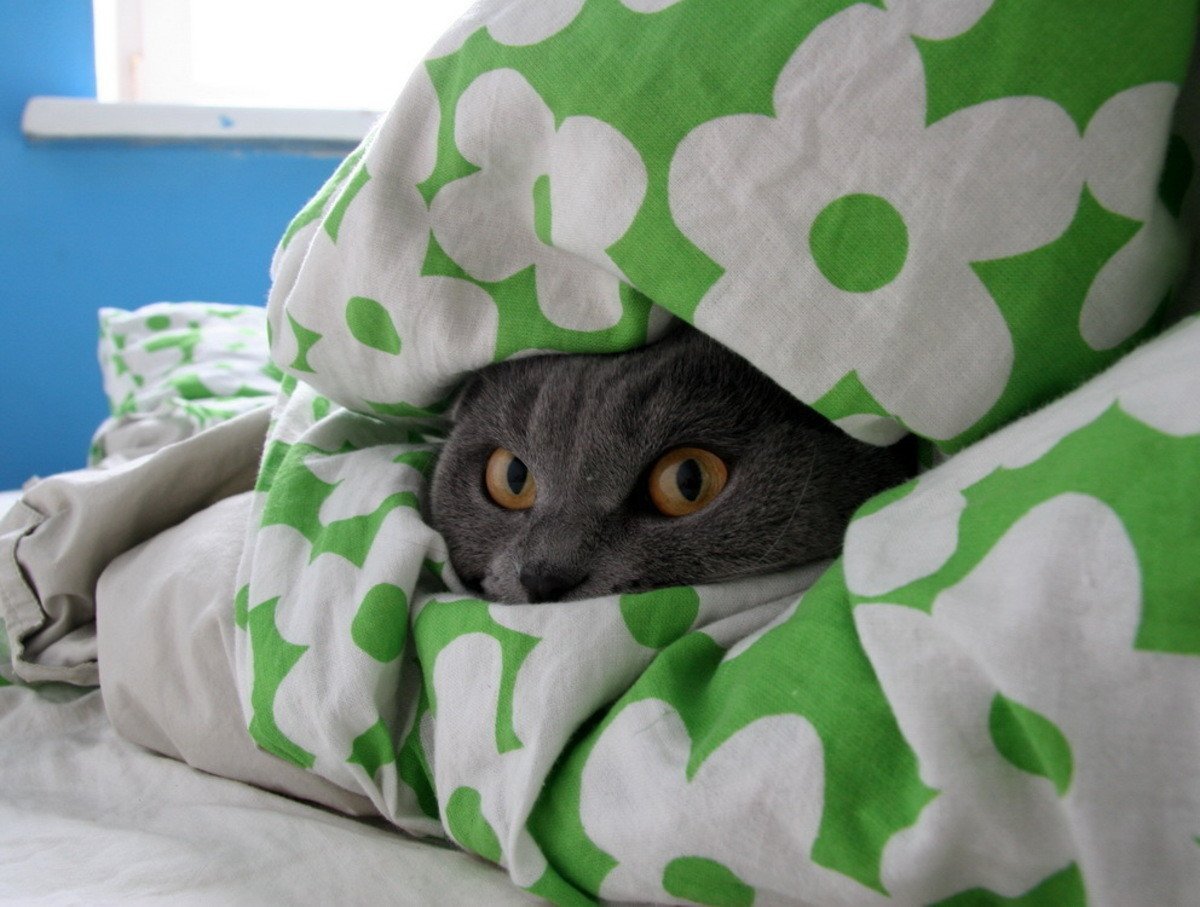 Глаза из под одеяла