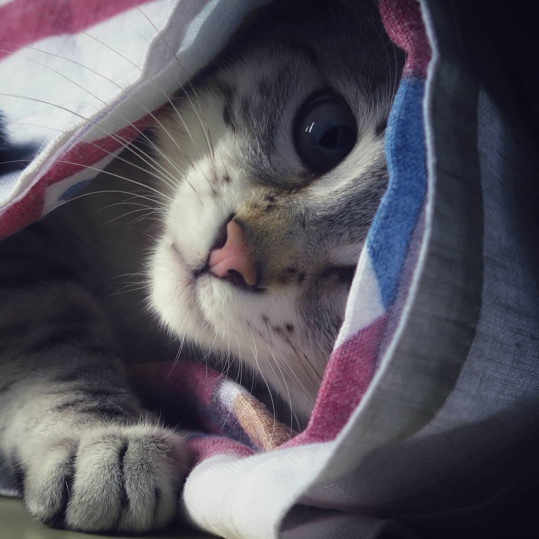 Котик под пледом