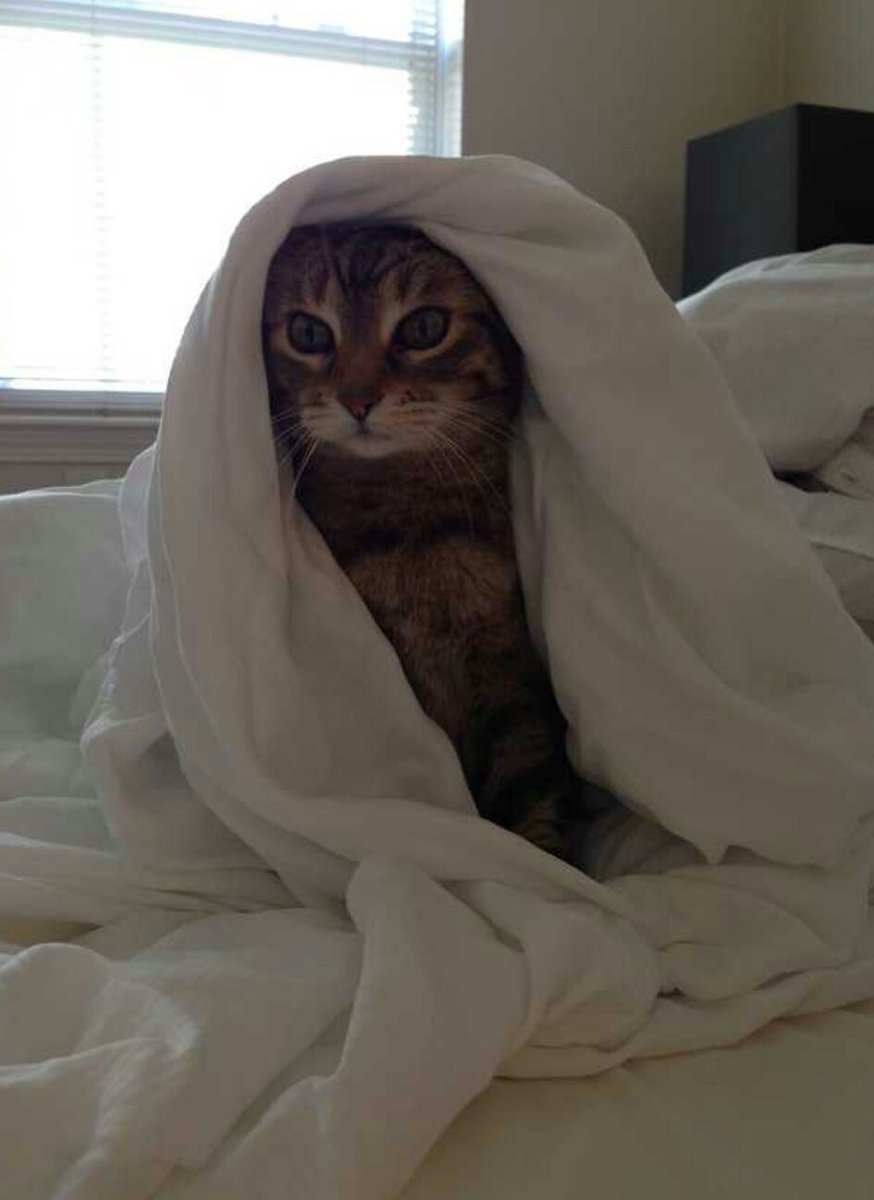 Кот в одеяле