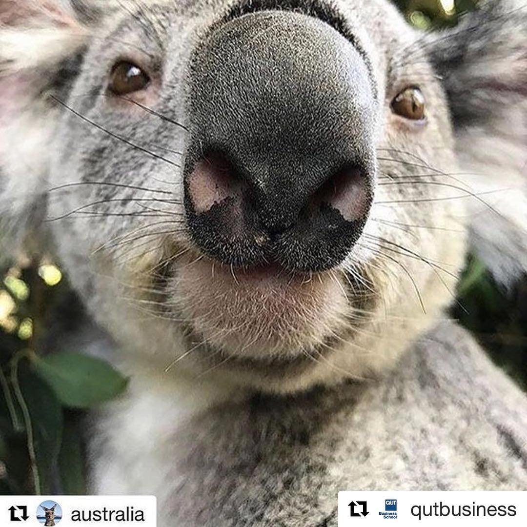 Коала ночью