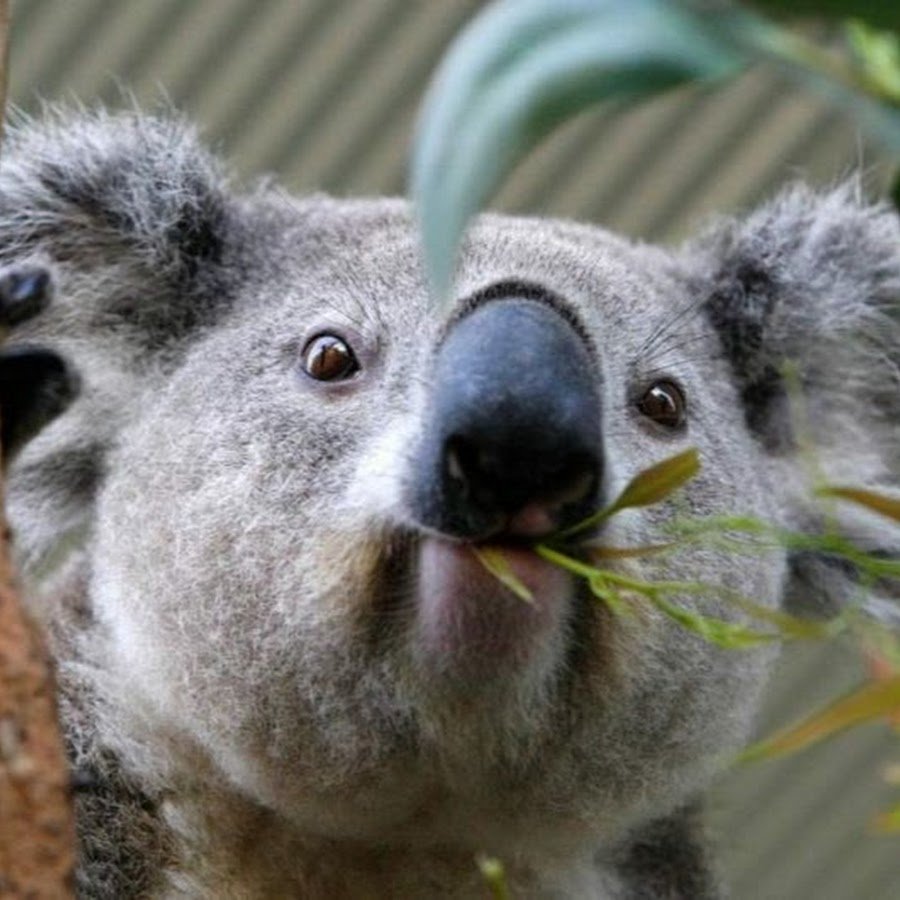 Коала на эвкалипте