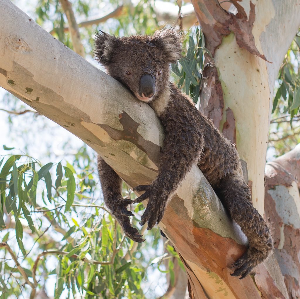 Падающий медведь Австралия