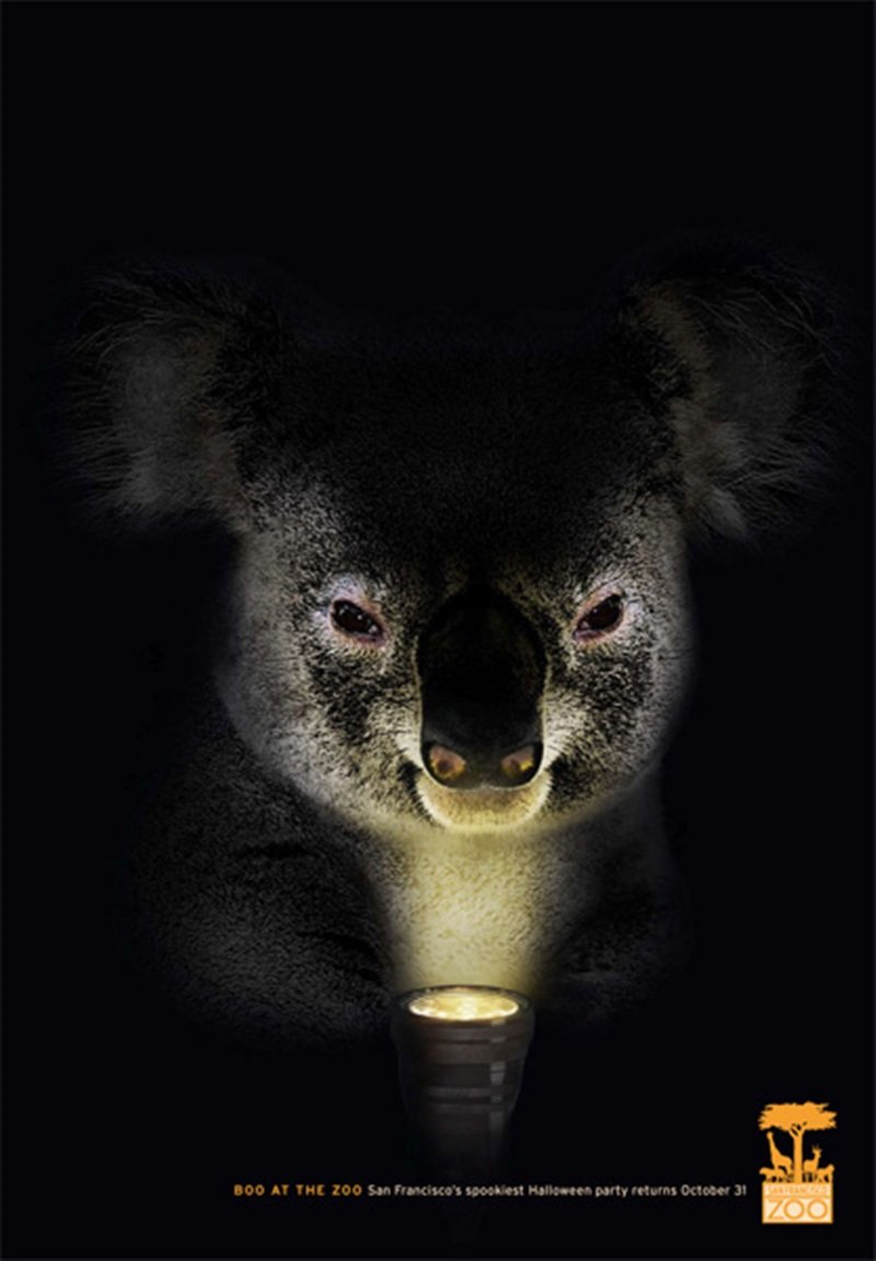 Коалы едят листья и пьянеют