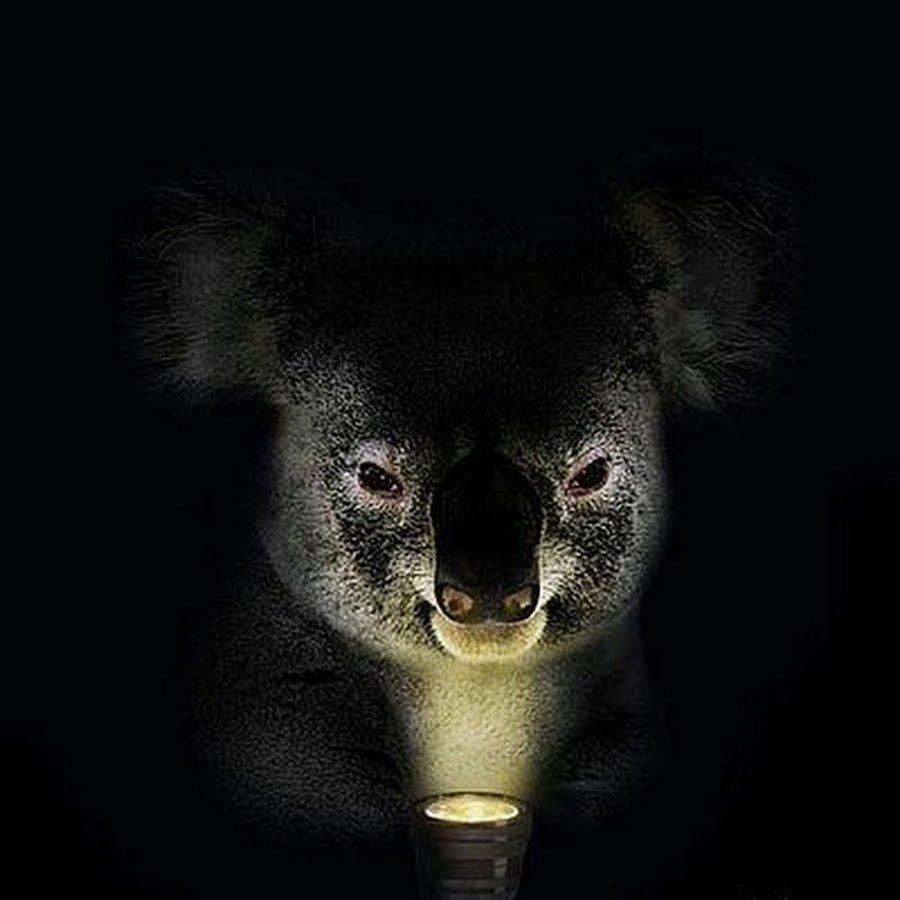 Коала листья эвкалипта