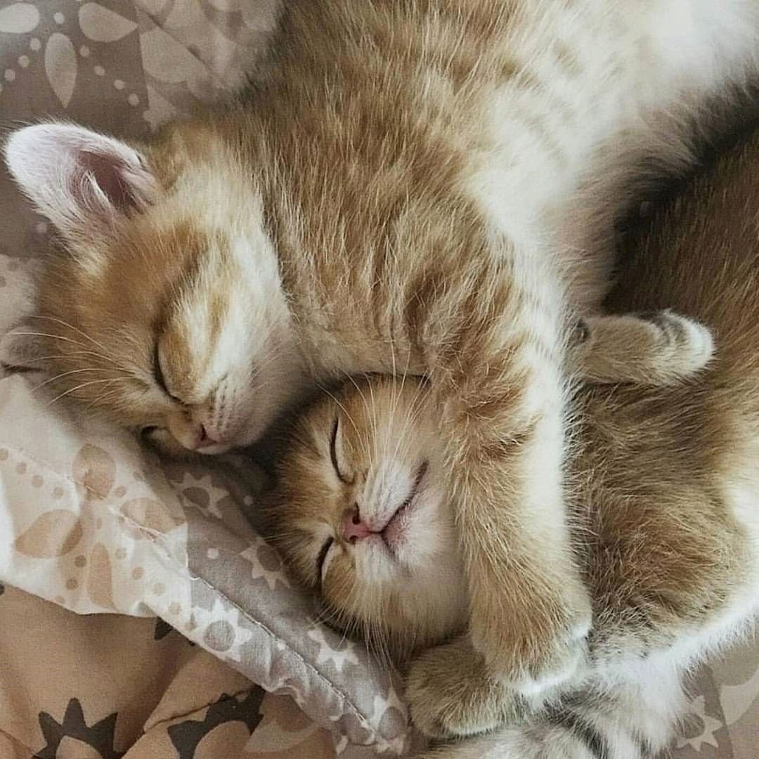 Котенок. Спокойной ночи!