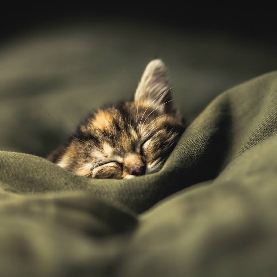 Бессонница у кошки