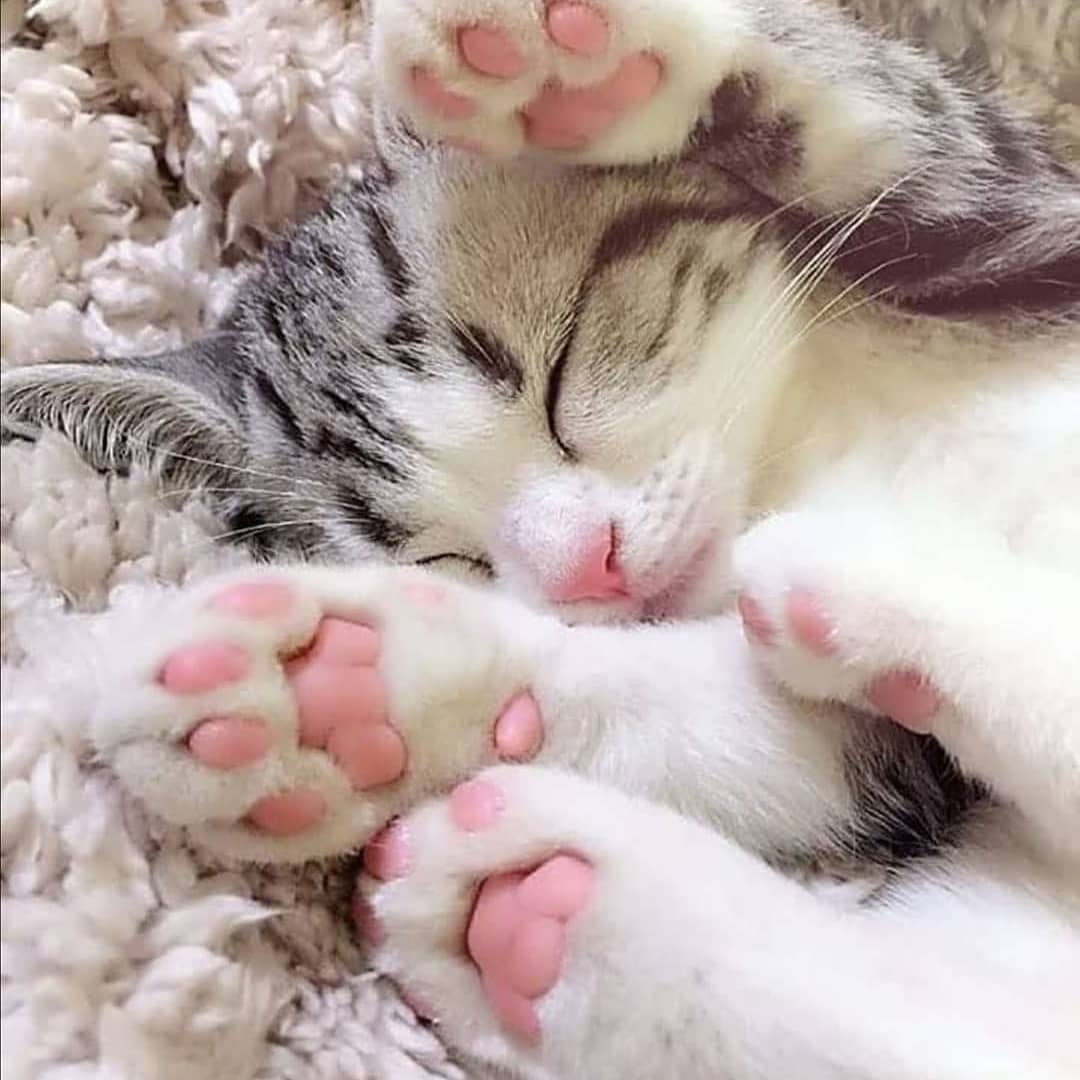 Нежная кошка