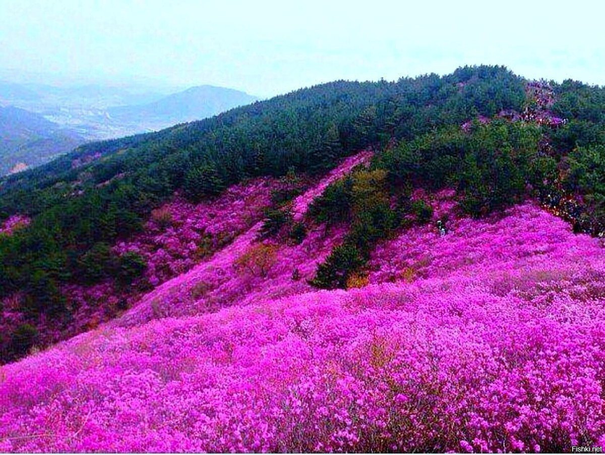 Природа Забайкалья Багул