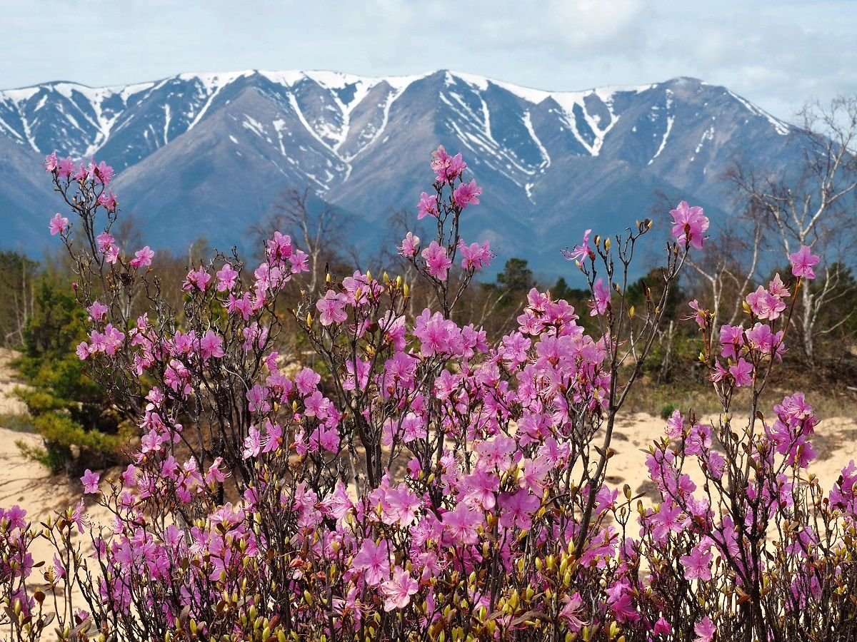 Сопки багульник Забайкалье