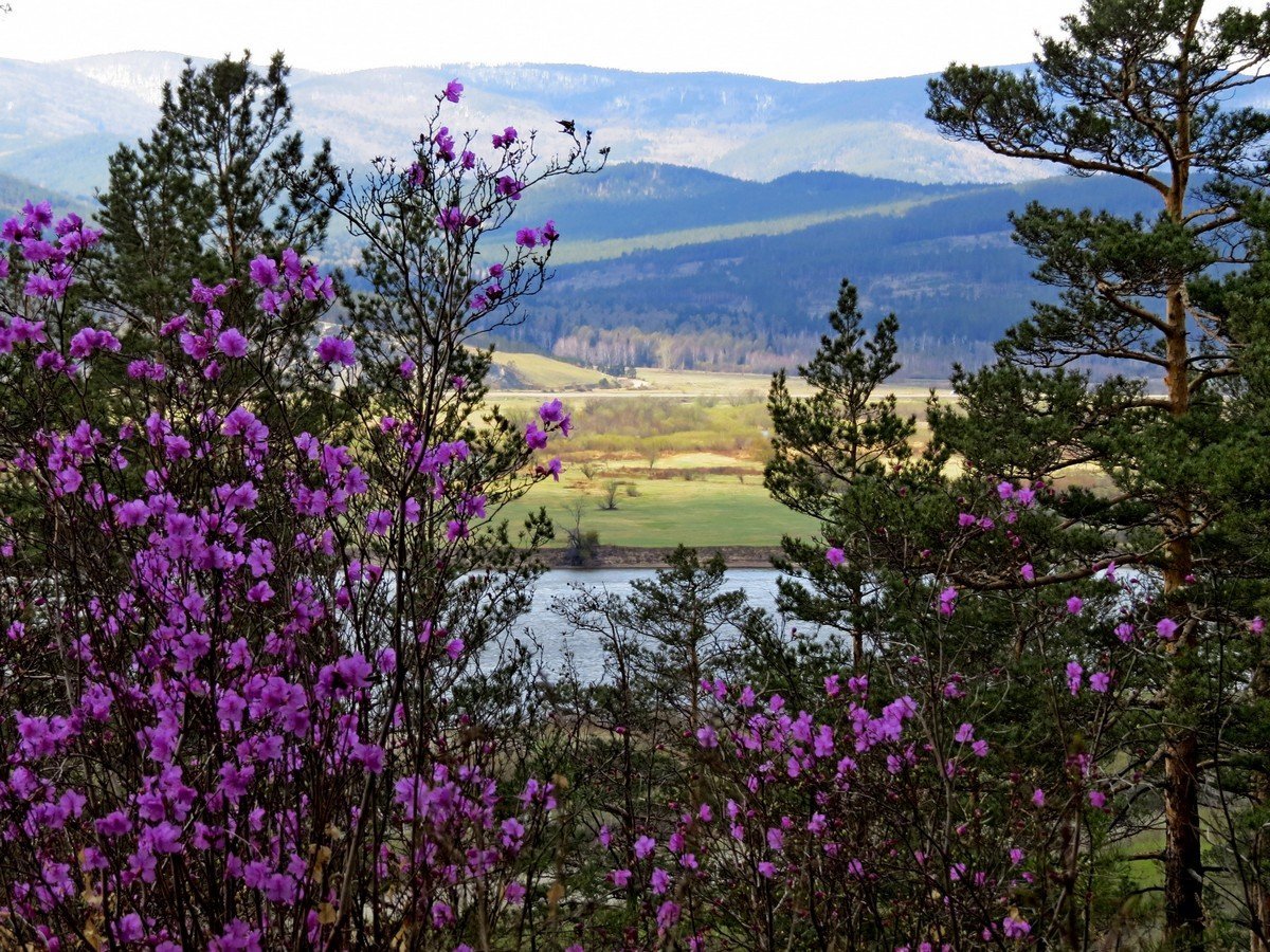 Багульник сопки Забайкальский