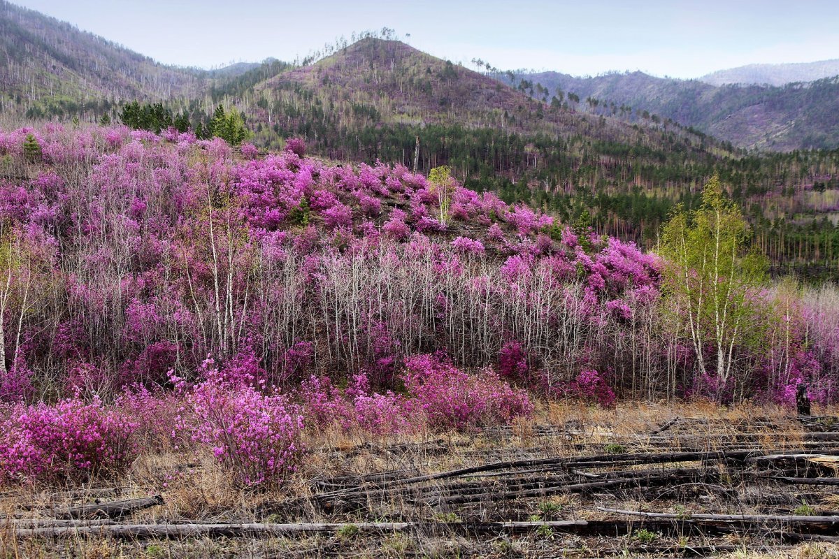 Сагаалган в Забайкалье