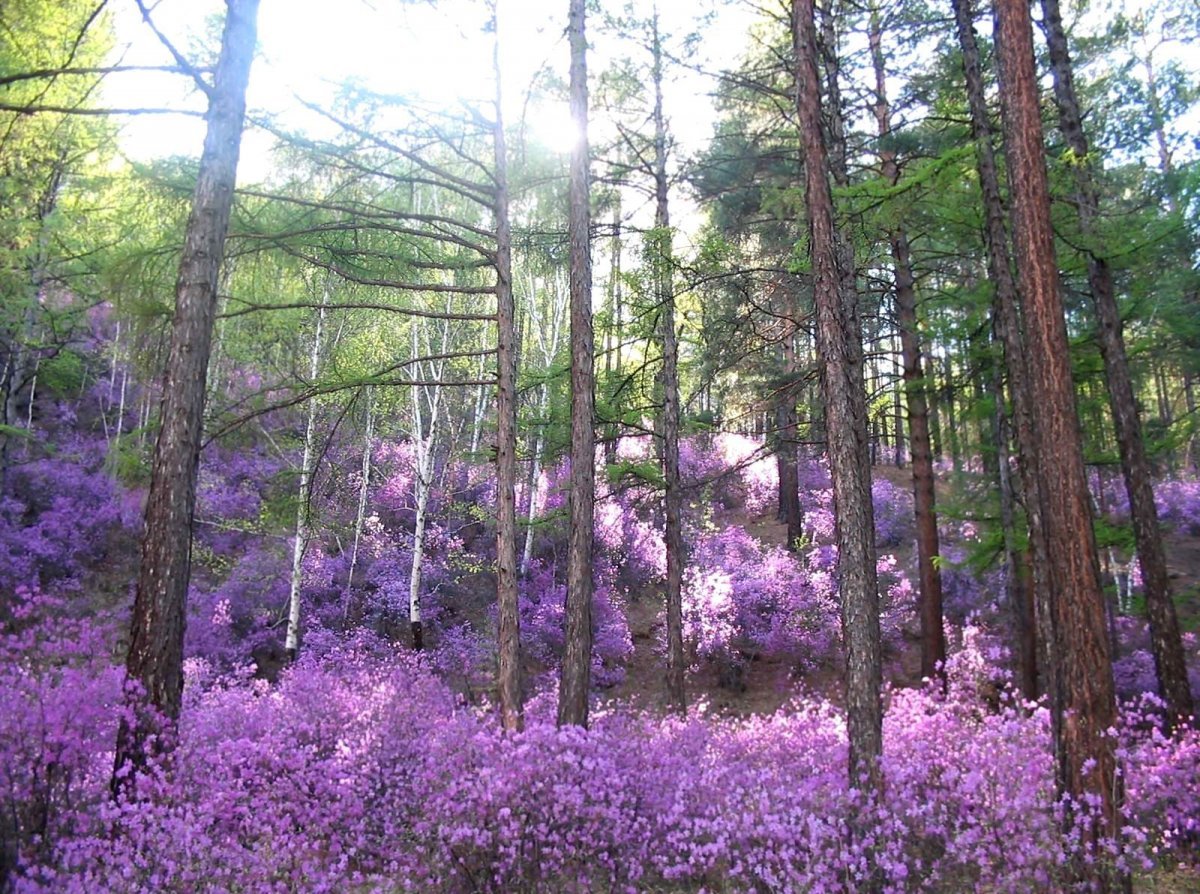 Растительный мир Забайкальского края