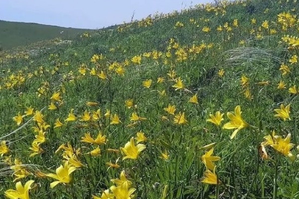 День забайкальского края картинки