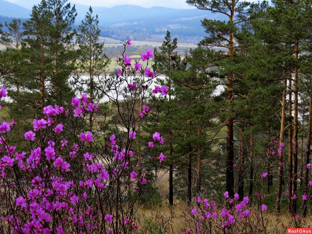 День города Чита 2020