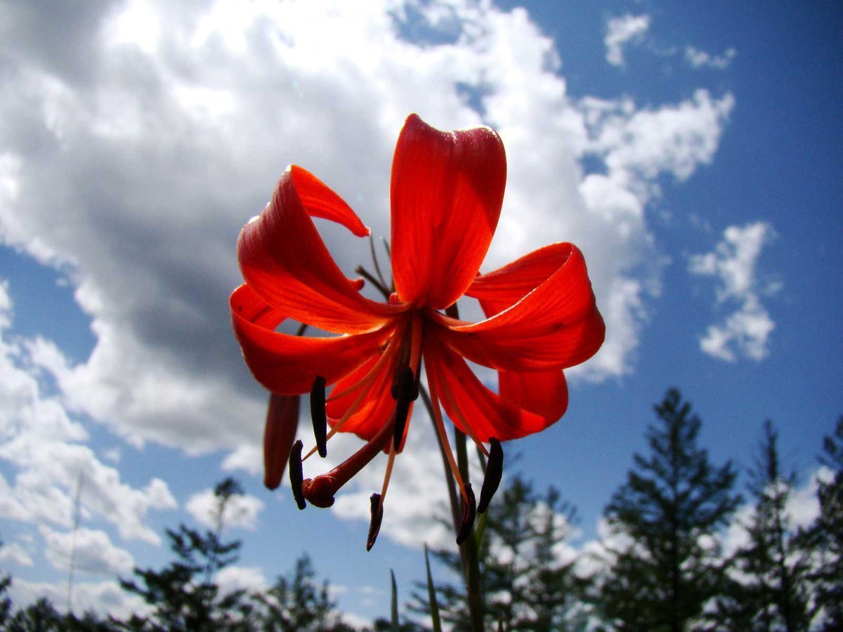 Природа Забайкальского края Чита