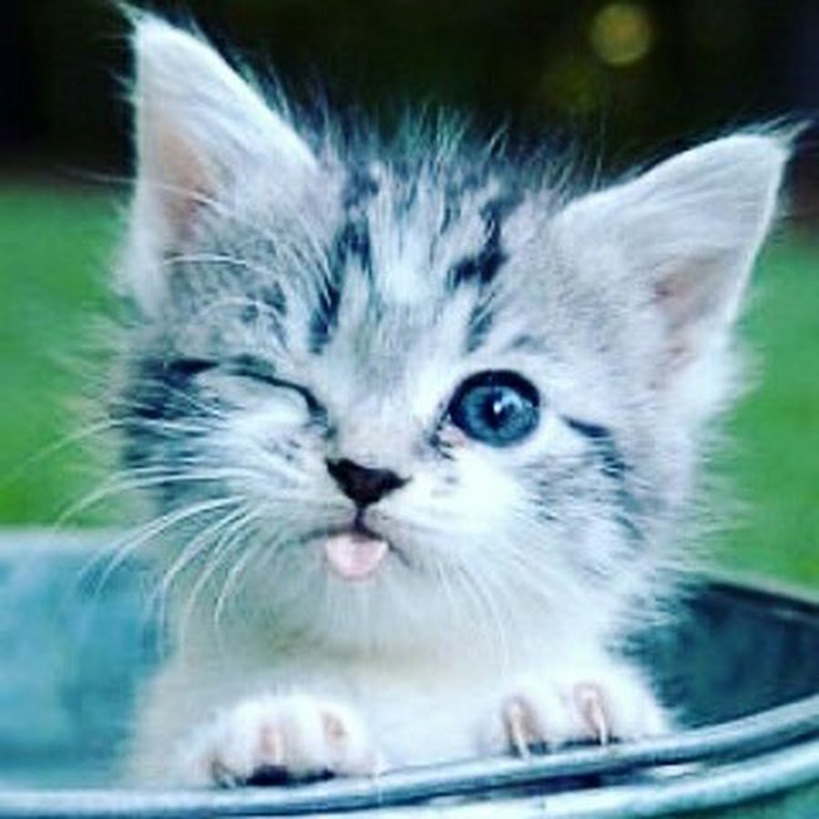 Веселые котята