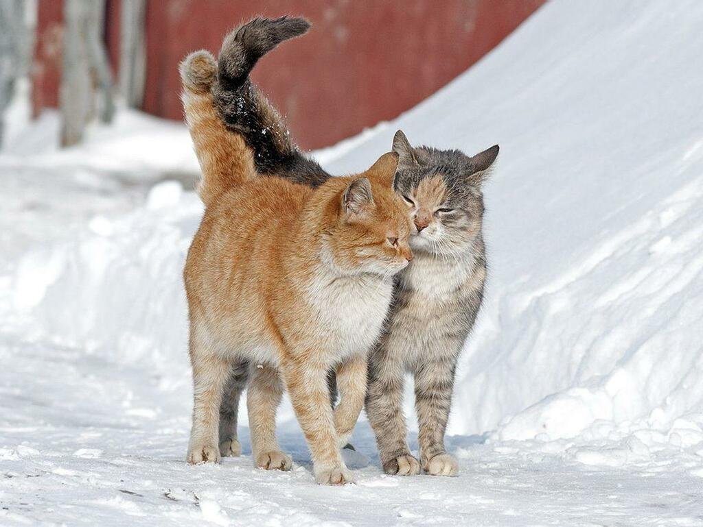 Мартовская кошка