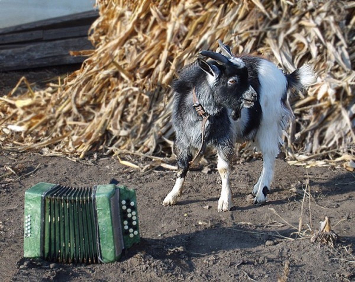 Нахера козе баян