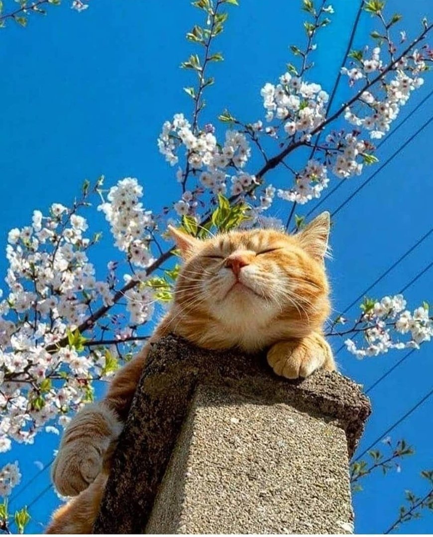 Весенний котик