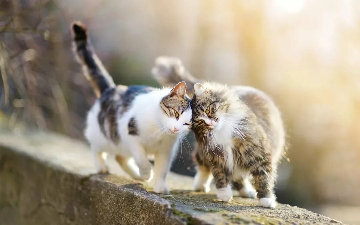 Мартовская кошка