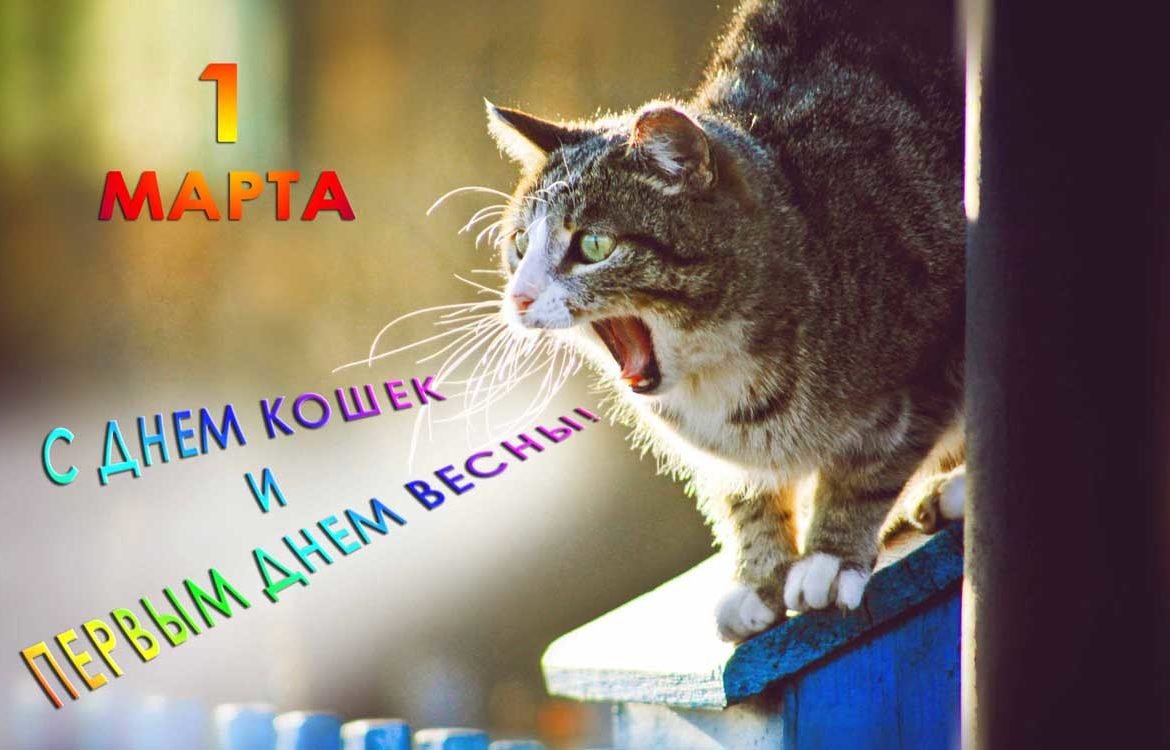 1 Марта день кошек в России
