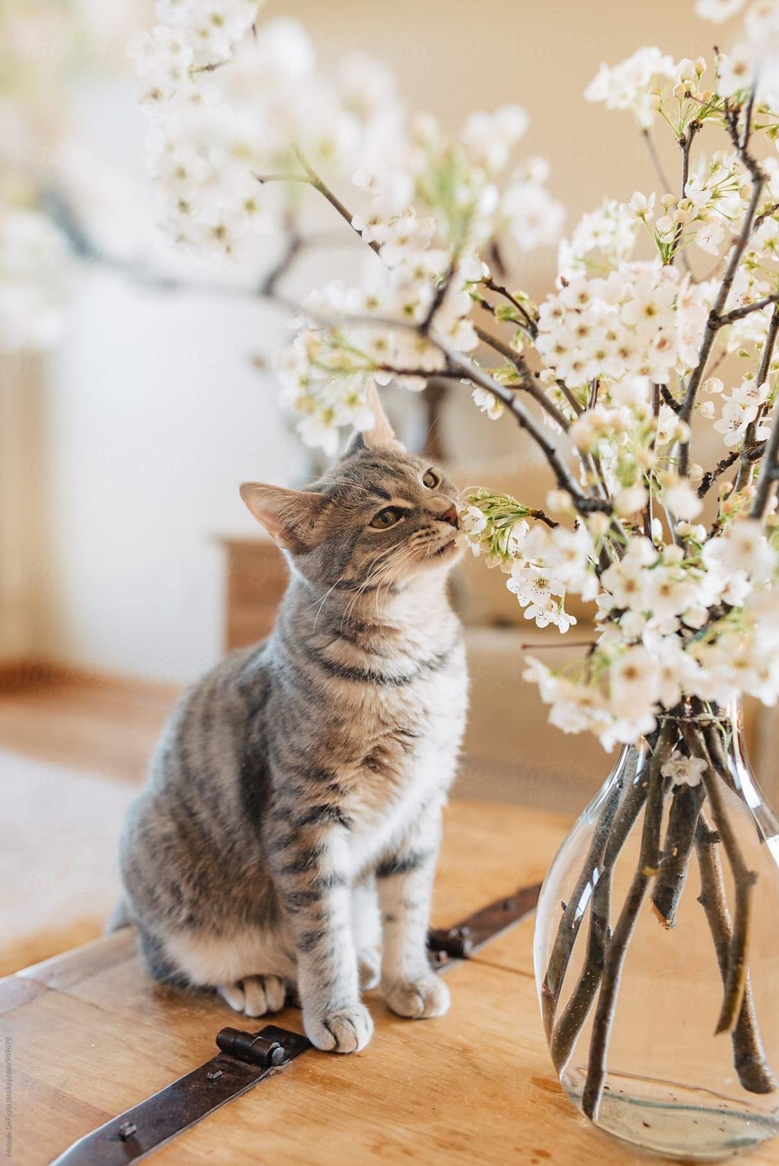 Весна и котики