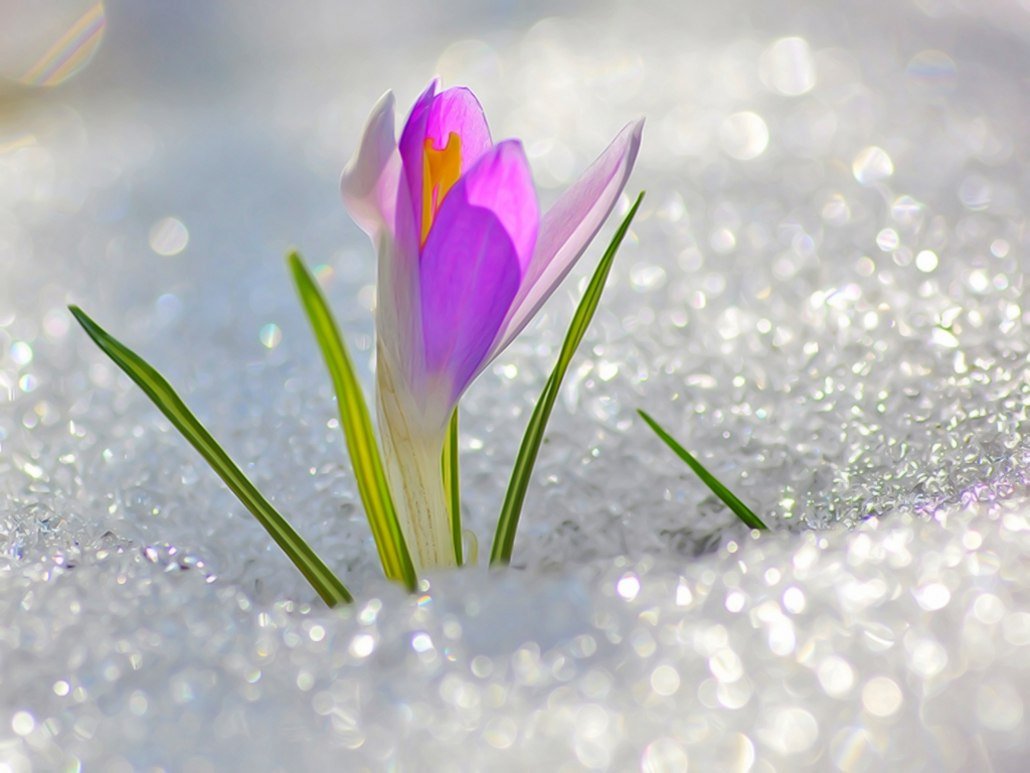 Скоро Весна