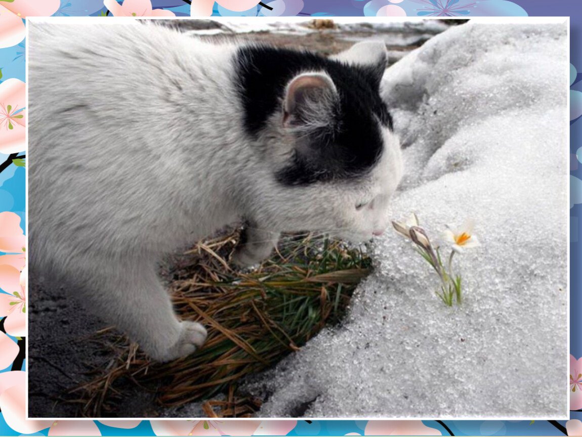 Котики ранней весной