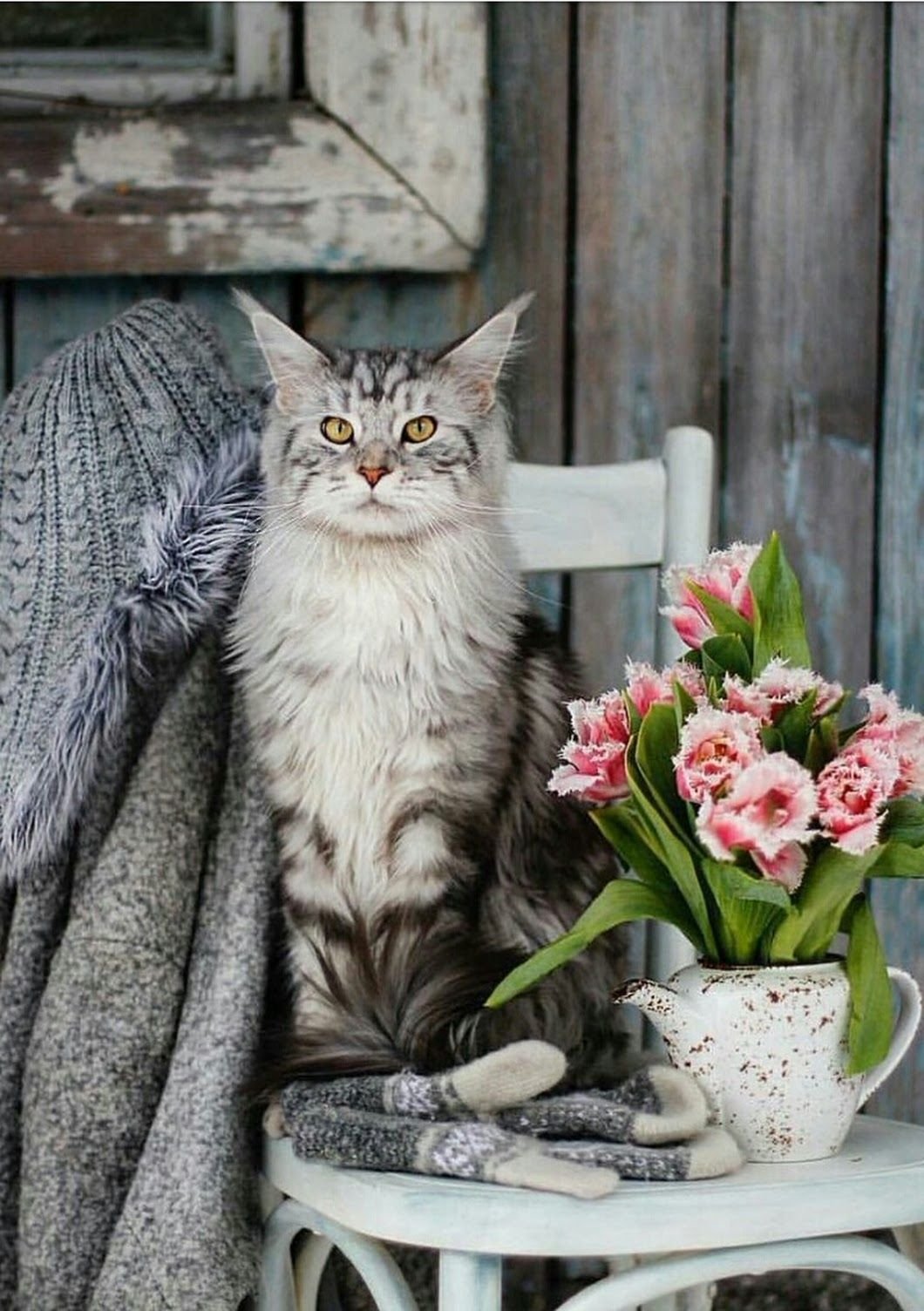 Уютные коты