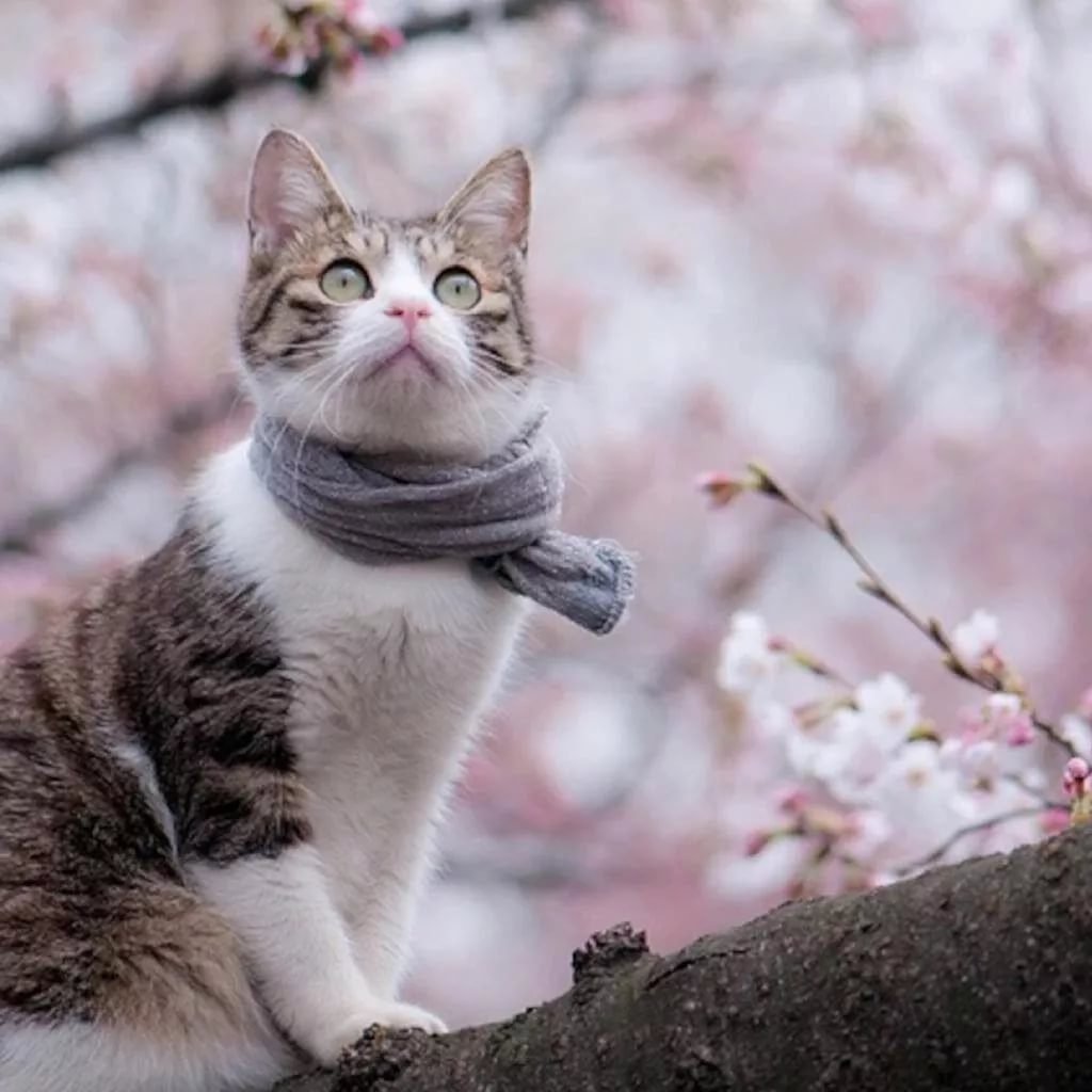 Мартовские котики