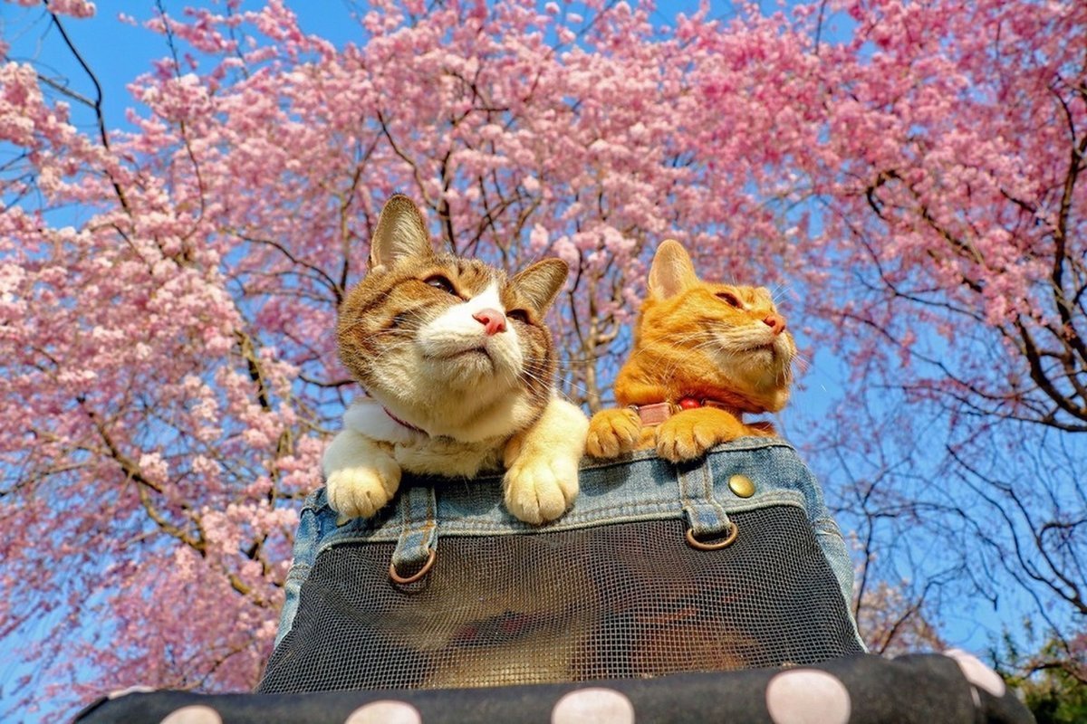 Сакура котик