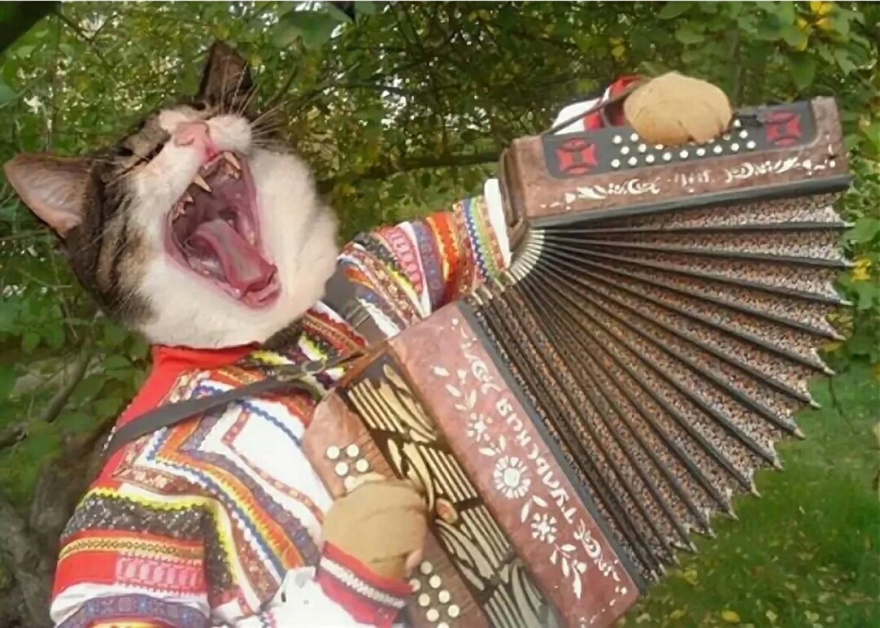 Песня веселей гармонь играй. Кот с гармонью. Кот гармонист. Кот с аккордеоном. Кот баянист.